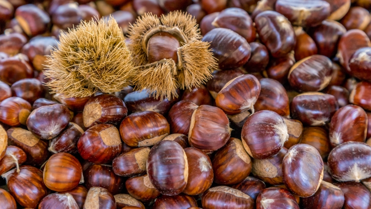 Raccolta castagne