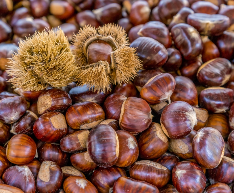 Raccolta castagne